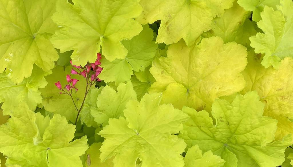 Coral Bells (Heuchera 'Citronelle') showcasing vibrant lime-green foliage and pink flowers branch among them