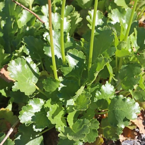 Green leaves with lime midrib and stems