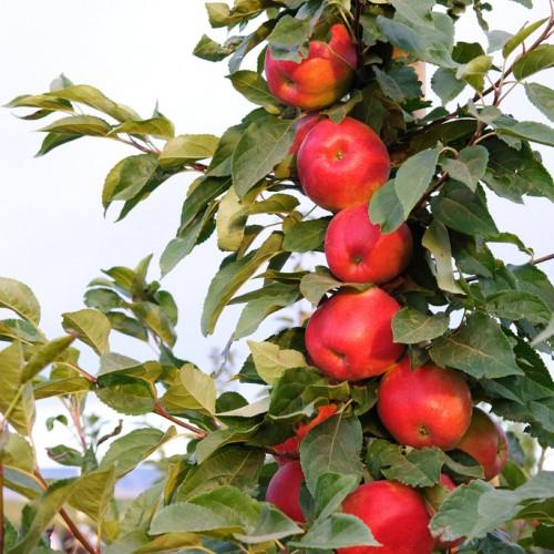 bright-red fruits with yellow-green leaves on red-brown stems