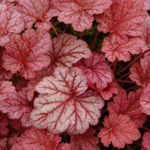 Red-White leaves with red midrib, red veins and stems.
