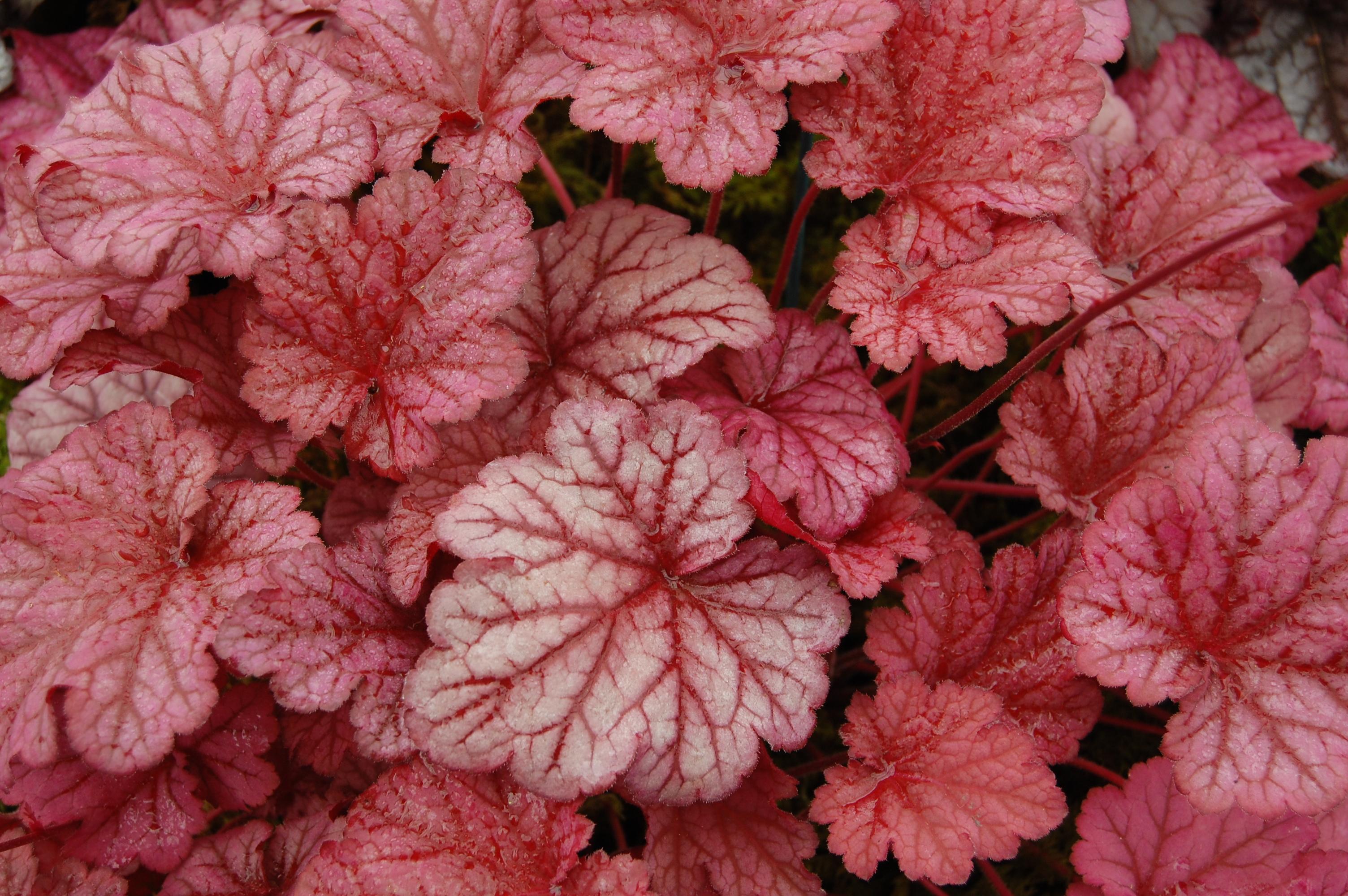 Red-White leaves with red midrib, red veins and stems.