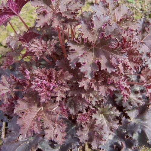 burgundy-pink leaves and red stems