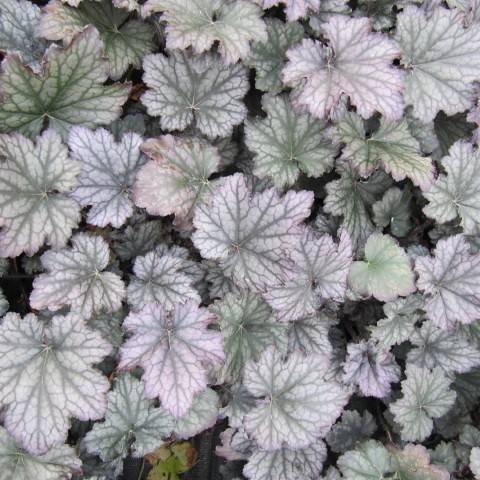 Coral Bells (Heuchera 'Frosted Violet') showcasing foliage in shades of frosted purple with silvery veining