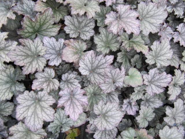 Coral Bells (Heuchera 'Frosted Violet') showcasing foliage in shades of frosted purple with silvery veining