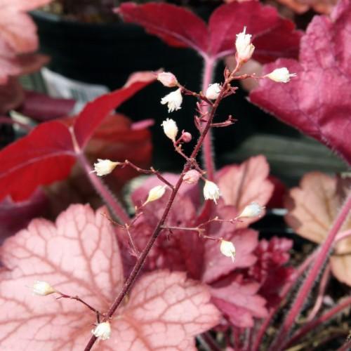 White flowers with white stigma, white style white stamen, white hair, pink bud and red stem with red leaves.