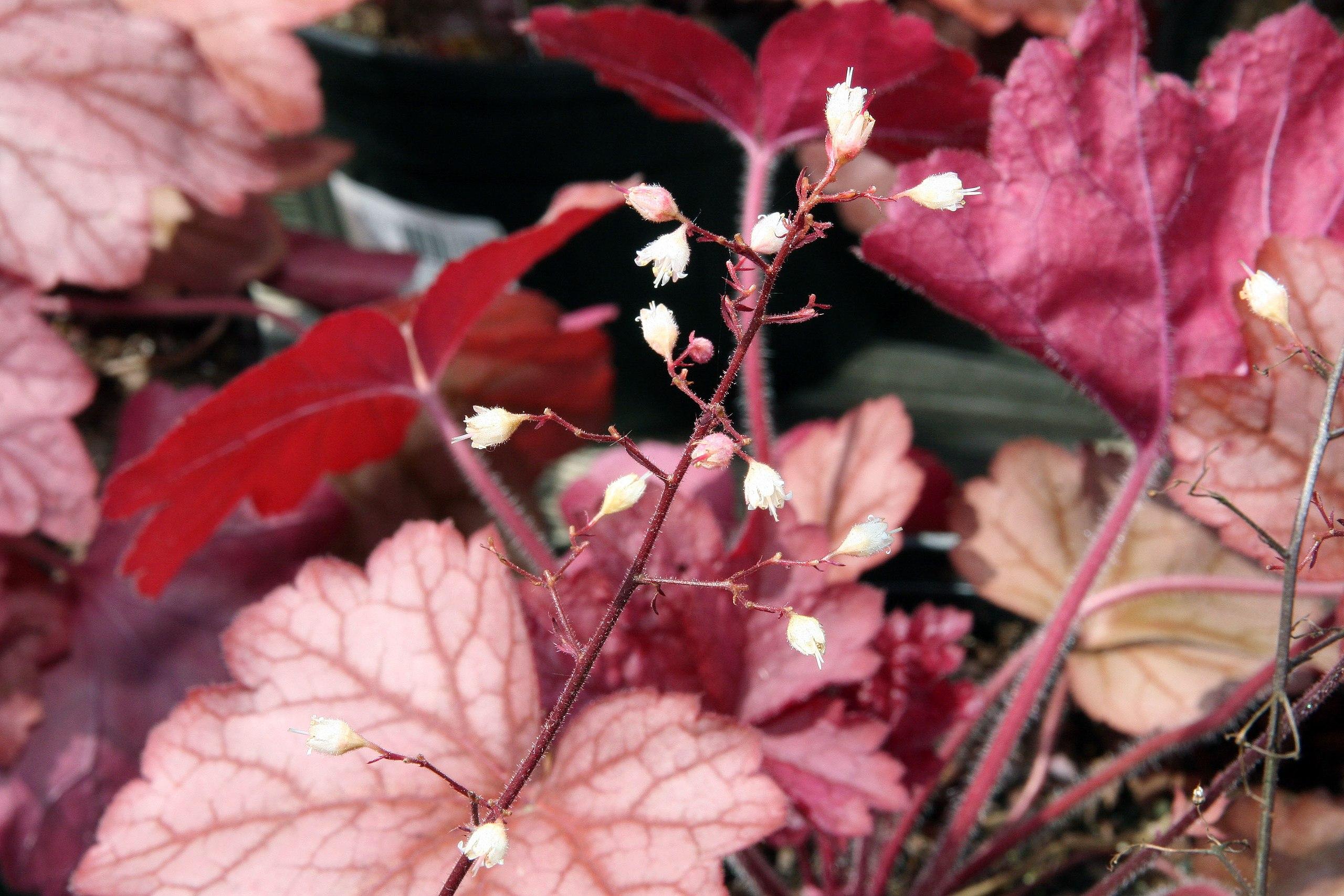 White flowers with white stigma, white style white stamen, white hair, pink bud and red stem with red leaves.
