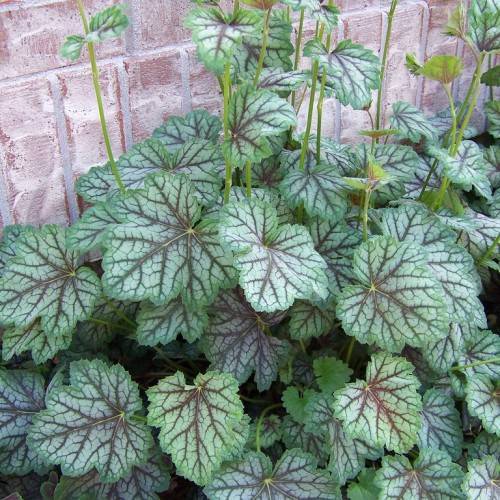Coral Bells (Heuchera 'Green Spice') featuring foliage in shades of green, bronze, white and burgundy with long lime green stalks