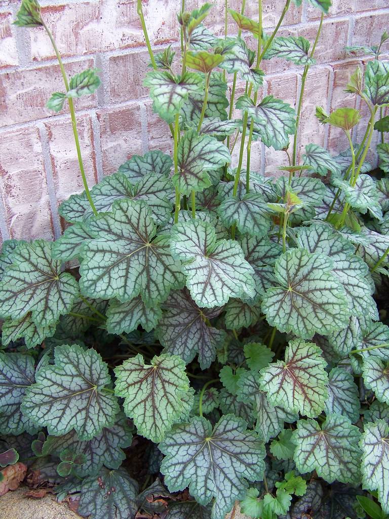 Coral Bells (Heuchera 'Green Spice') featuring foliage in shades of green, bronze, white and burgundy with long lime green stalks