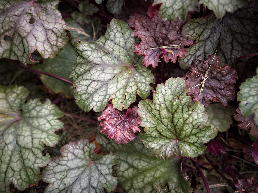 Coral Bells (Heuchera 'Vesuvius') showcasing lobed foliage in shades of deep burgundy, maroon, white or green