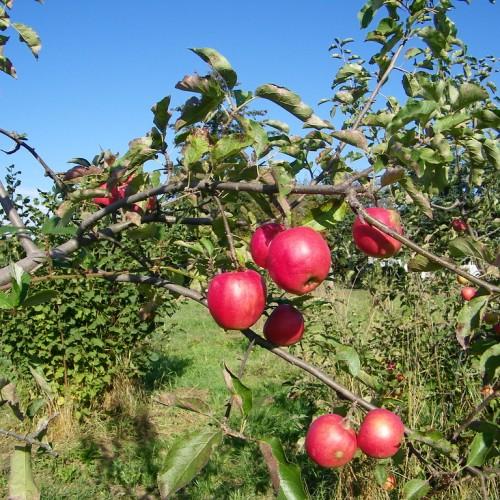 brown branch, consisting of green leaves and pink-red fruits with green stem. (Apples)