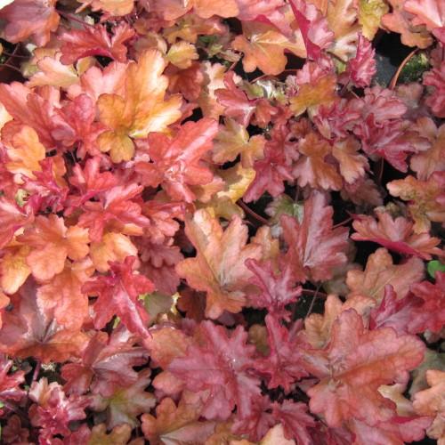 curled shaped, deeply lobed leaves with warm cinnamon color