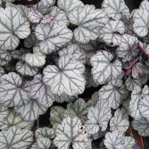 Coral Bells (Heuchera 'Jade Gloss') displaying glossy, white, frosted purple, fade green leaves that shimmer in the sunlight