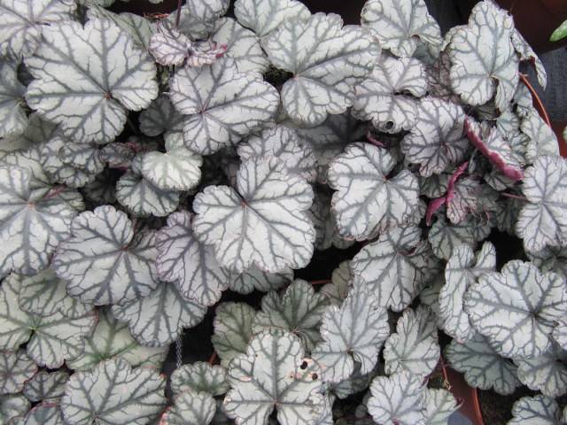 Coral Bells (Heuchera 'Jade Gloss') displaying glossy, white, frosted purple, fade green leaves that shimmer in the sunlight
