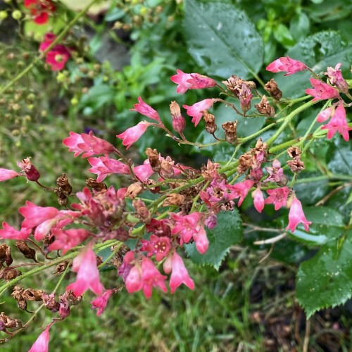 Magenta-white flower with buds, beige anthers, white hair, pink-green stems, lime-green branches.