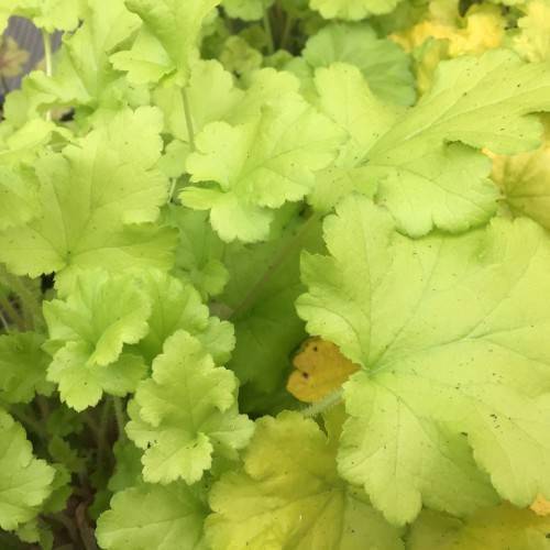 Coral Bells (Heuchera 'Lime Marmalade') broad ruffled lime green leaves on tall stalks