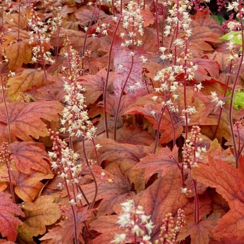 White flower with red stems, light-yellow buds, white hair, red leaves, burgundy midrib and veins.