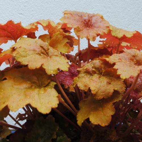 Coral Bells (Heuchera 'Lime Marmalade') showcasing bold lime-green to orange leaves with ruffled edges