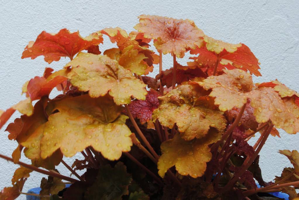 Coral Bells (Heuchera 'Lime Marmalade') showcasing bold lime-green to orange leaves with ruffled edges