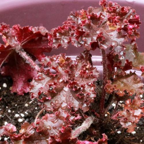Coral Bells (Heuchera 'Melting Fire') featuring fiery red leaves with dew drops on them