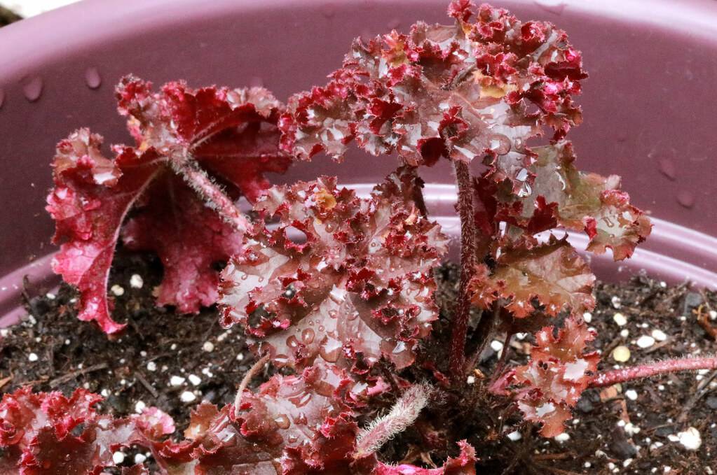 Coral Bells (Heuchera 'Melting Fire') featuring fiery red leaves with dew drops on them