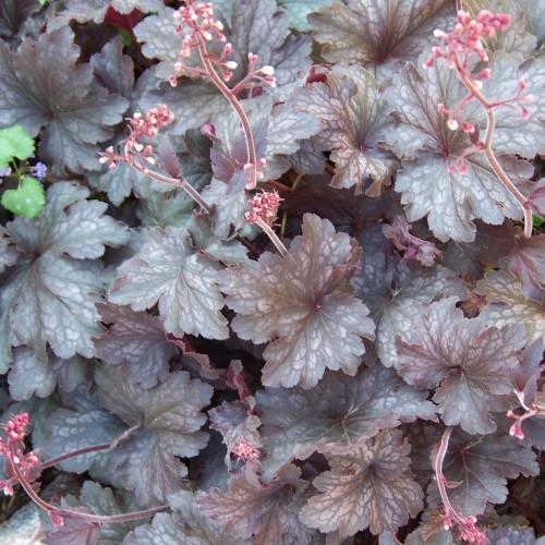White buds with pink petiole, pink stems, white hair, maroon-white leaves white midrib