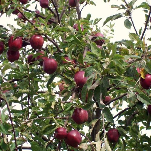maroon-red fruits with green leaves on dark-brown branches