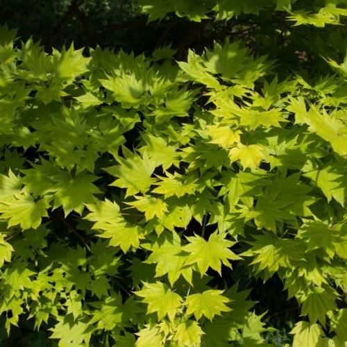 lime leaves with brown branches