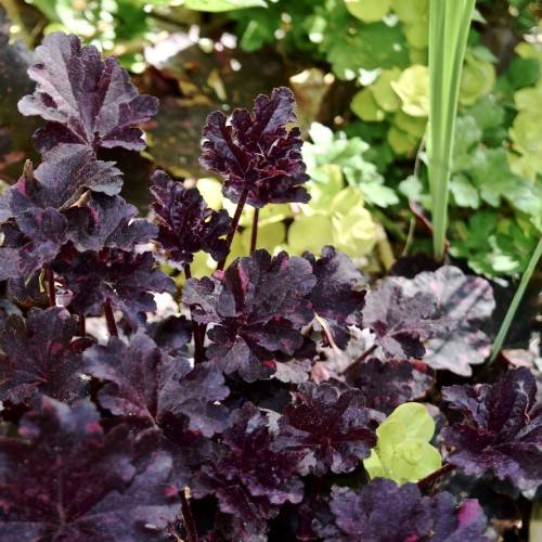 rounded, deeply lobed, burgundy to deep violet, broad leaves and stems