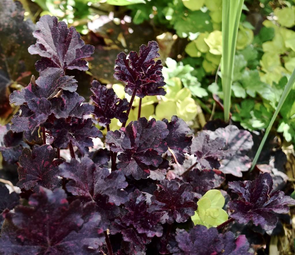 rounded, deeply lobed, burgundy to deep violet, broad leaves and stems