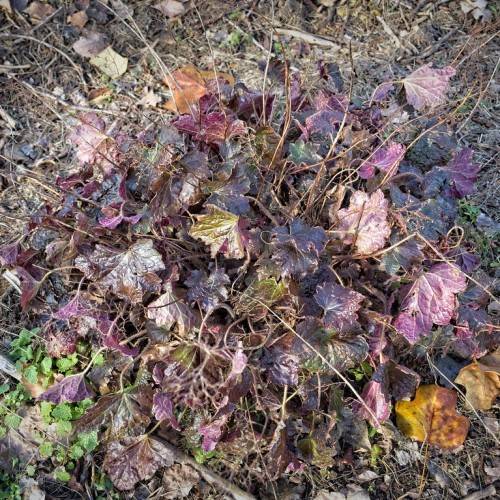 bush with dry brown stems, burgundy to brown, lobed, broad leaves 