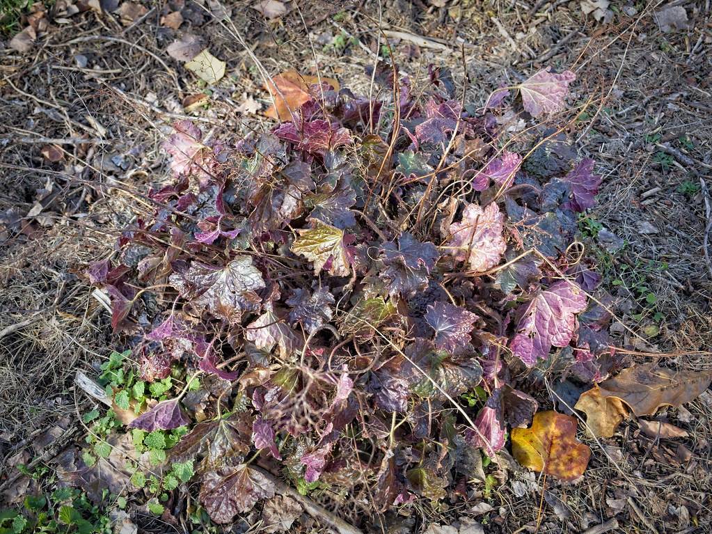 bush with dry brown stems, burgundy to brown, lobed, broad leaves 
