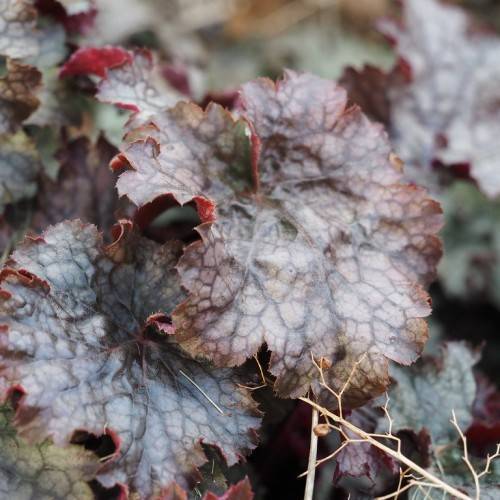 Heuchera 'Montrose Ruby' (coral bell); deeply lobed, toothed, grayish-green to purple leaves with bluish-green midribs and veins