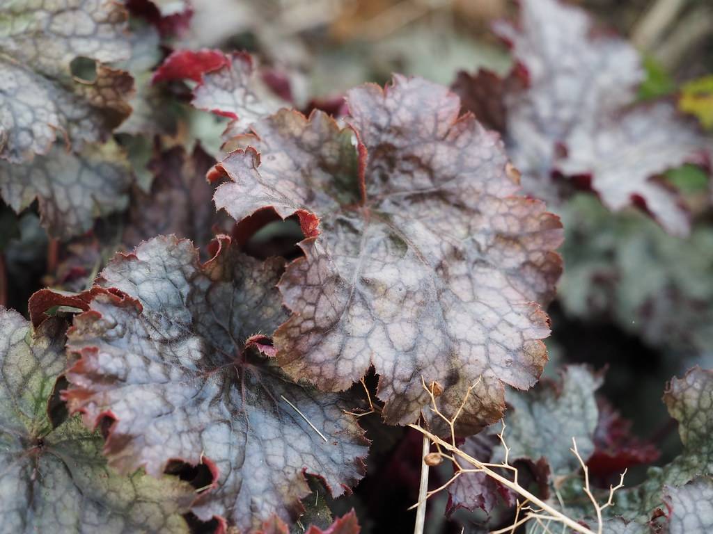 Heuchera  'Montrose Ruby' (coral bell); deeply lobed, toothed, grayish-green to purple leaves with bluish-green midribs and veins