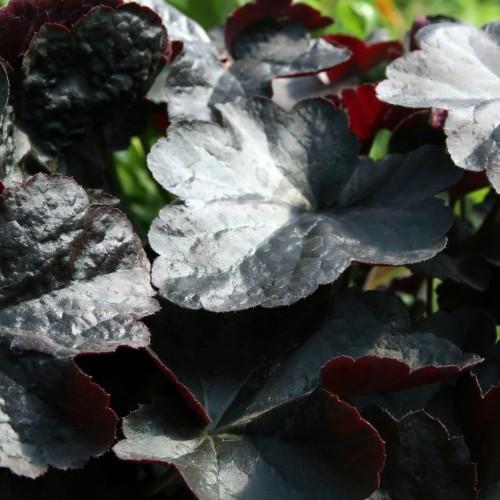 Silver-gray-burgundy leaves