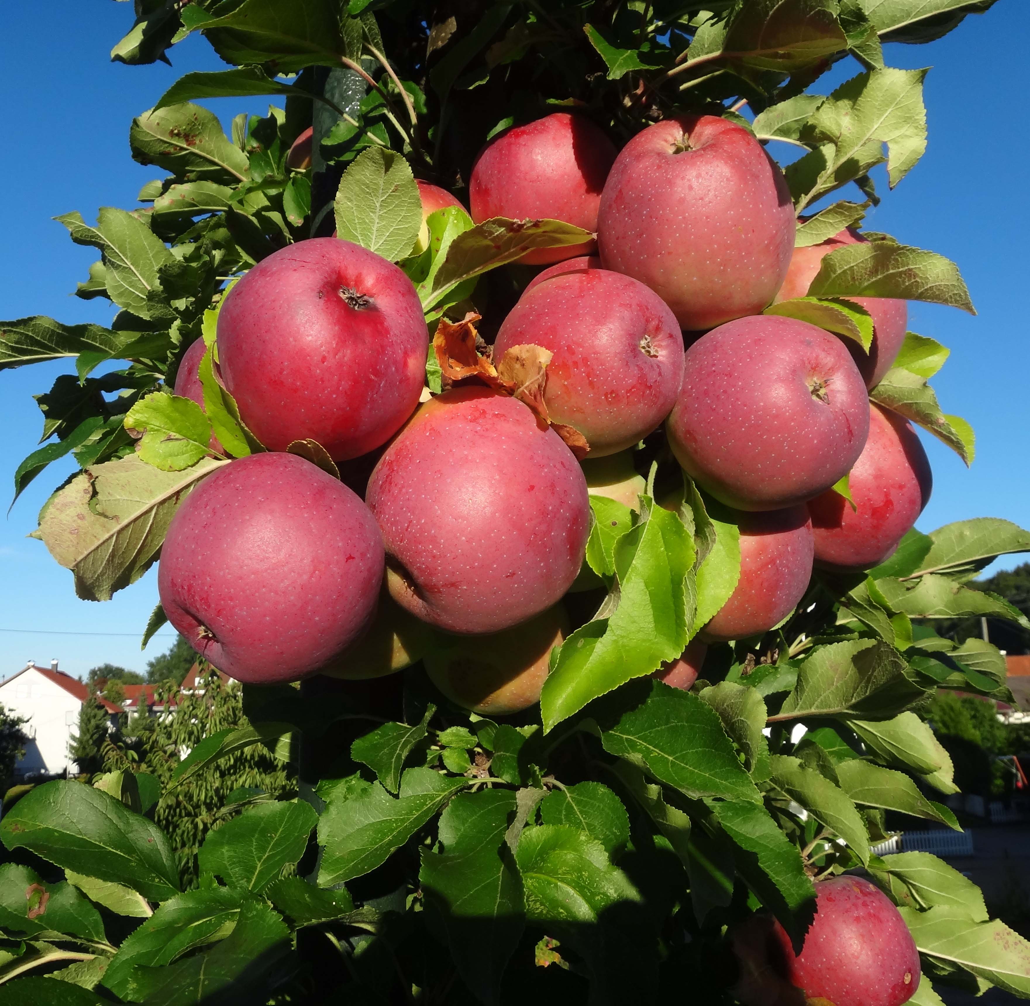 red-pink fruits with lime-green leaves and green-brown stems

