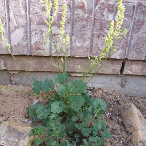 clusters of small yellow flowers along green stems and lobed, rounded, green leaves
