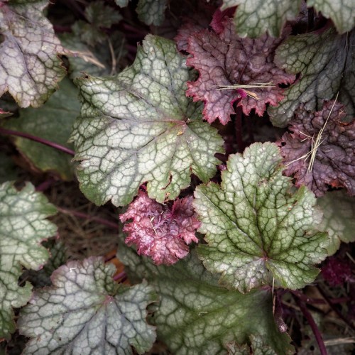 Green-Burgundy leaves with burgundy stems and midrib.