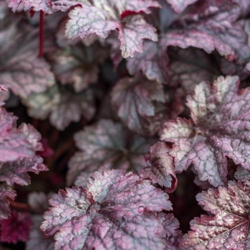 White-pink leaves with red stems, white midrib and veins.