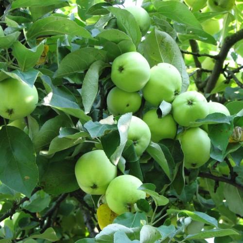 light-green fruits with green leaves and brown branches