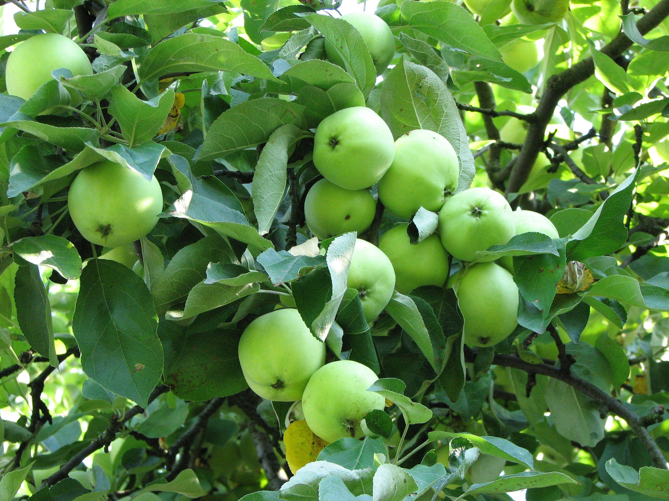 light-green fruits with green leaves and brown branches