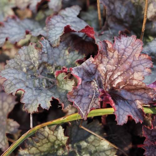 Heuchera 'Purple Sails' (coral bell); deeply lobed, toothed leaves with grayish-green to striking purple colored, and reddish-green stems