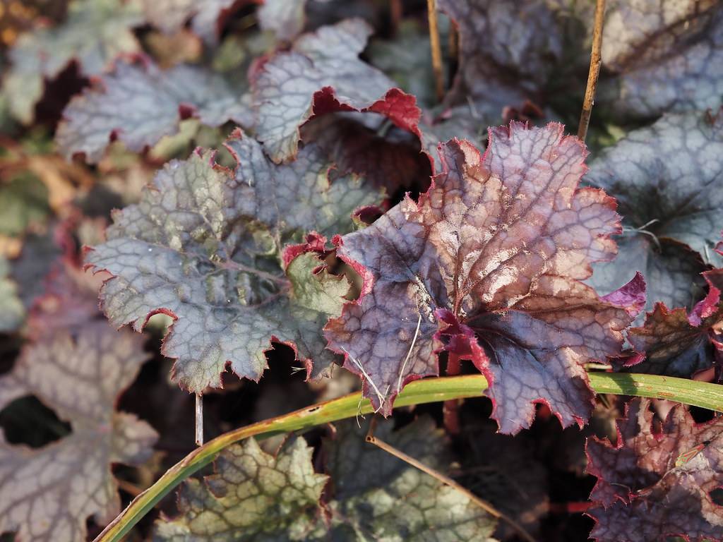 Heuchera 'Purple Sails' (coral bell); deeply lobed, toothed leaves with grayish-green to striking purple colored, and reddish-green stems