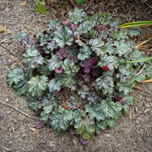 Green-white leaves with burgundy stems, dark green midrib and veins.