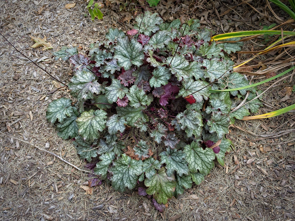rounded, deeply lobed, gray-green, broad leaves with green midribs and burgundy stems