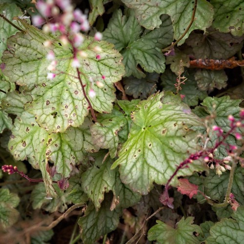 White-magenta buds with burgundy stems, brown branches. green-white leaves, yellow-green midrib and veins.