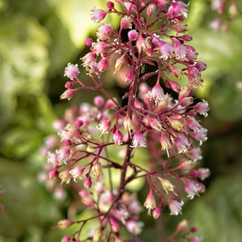 Magenta-white flower with buds, white hair, anthers and stigma, burgundy stems and branches.
