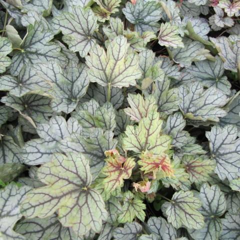 Light-green leaves with lime stems, gray midrib and viens