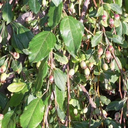 brown branch with brown twig, consisting green leaves and green-pink fruits.