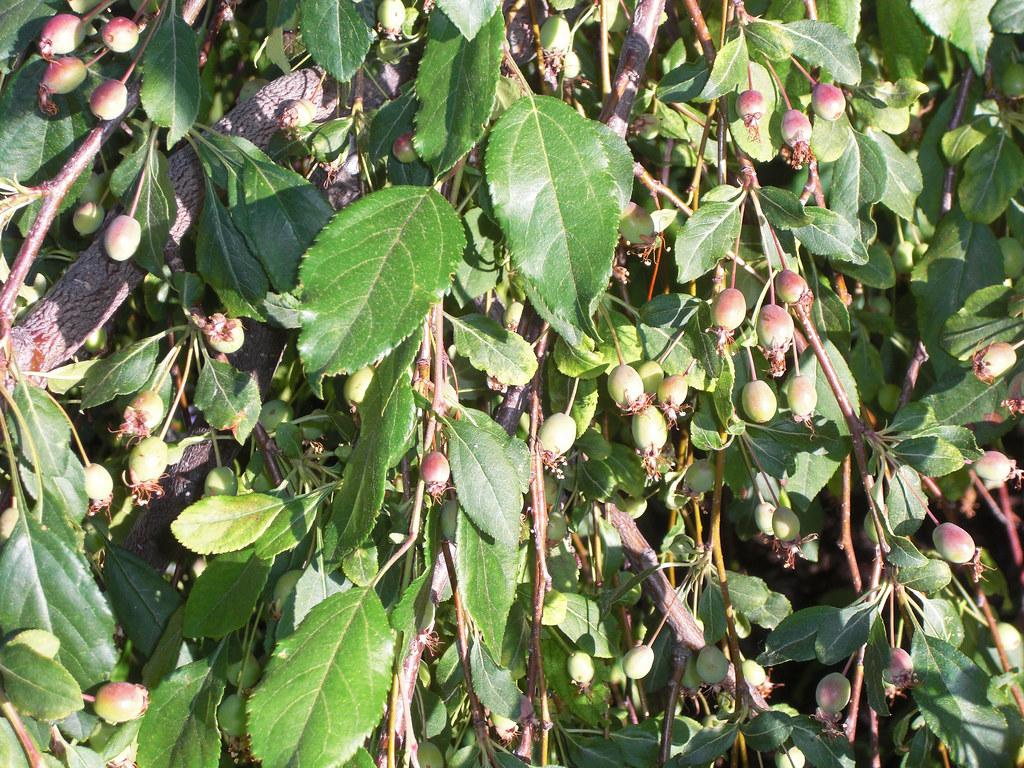 brown branch with brown twig, consisting green leaves and green-pink fruits. 