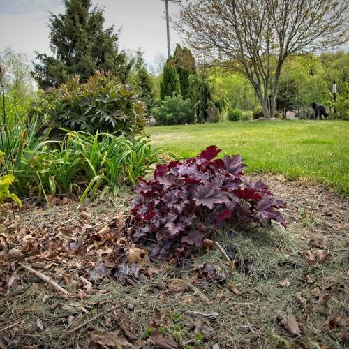 deep red to burgundy, broad, deeply lobed leaves